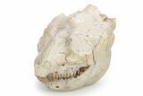 Fossil Oreodont (Leptauchenia) Skull - South Dakota #249245-4